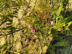 Vicia megalotropis