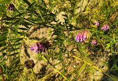 Vicia megalotropis