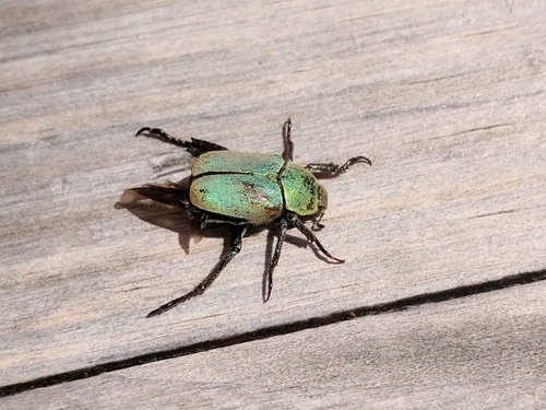Mountain monkey beetle photo 4