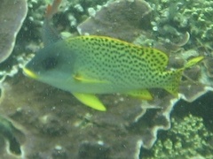 Plectorhinchus gaterinus