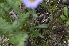 Erigeron melanocephalus