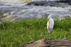 Ardea alba