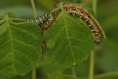 Didugua argentilinea