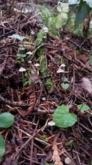 Mycena clavicularis