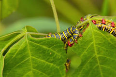 Didugua argentilinea