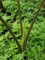 Xanthosoma wendlandii