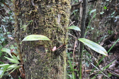 Image of Anthurium jefense