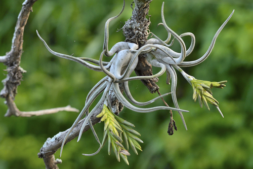 Medusa's head