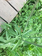Sidalcea oregana spicata