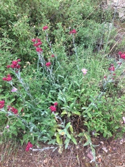Helichrysum sanguineum
