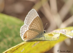 Euchrysops malathana