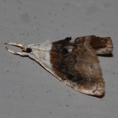 Lipocosmodes fuliginosalis