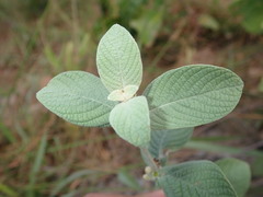 Sabicea brasiliensis
