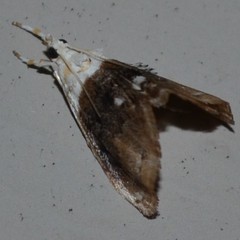 Lipocosmodes fuliginosalis