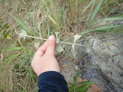 Sabicea brasiliensis