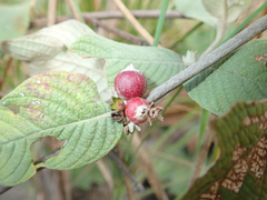Sabicea brasiliensis