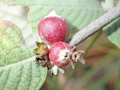 Sabicea brasiliensis
