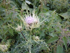 Cirsium obvallatum