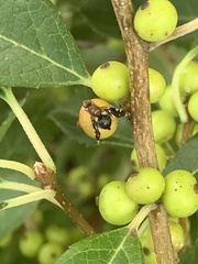 Parastenopa limata