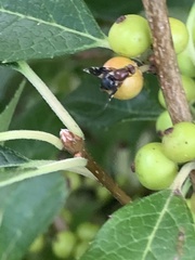 Parastenopa limata