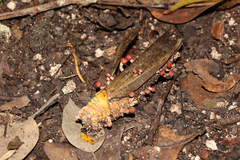 Paraisaria amazonica