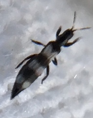 Aeolothrips