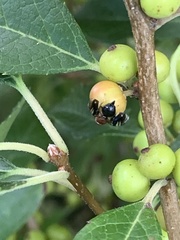 Parastenopa limata