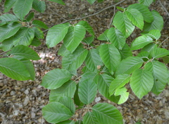 Fagus sylvatica