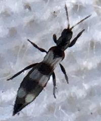 Aeolothrips