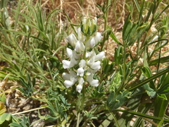 Lupinus densiflorus