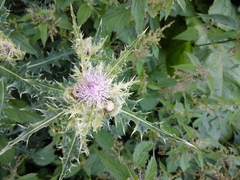Cirsium obvallatum