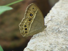 Mycalesis mineus polydecta