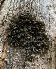 Collema subflaccidum