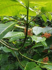 Palicourea guianensis