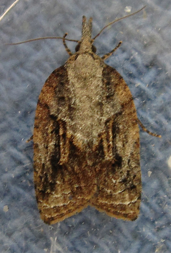 Tufted Apple Bud Moth photo 6