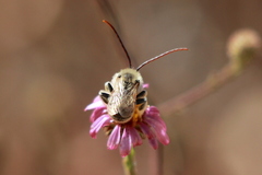 Melissodes robustior