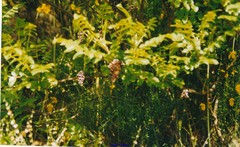 Rhus coriaria