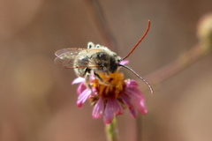 Melissodes robustior