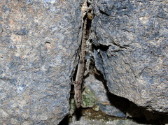 Mediodactylus
