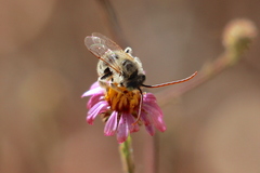 Melissodes robustior