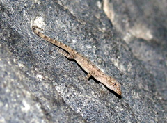 Mediodactylus