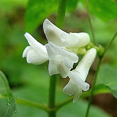Lathyrus ochroleucus