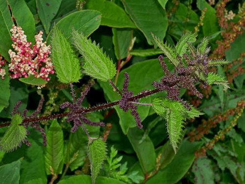 Stinging Nettle
