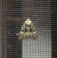 Chytonix palliatricula