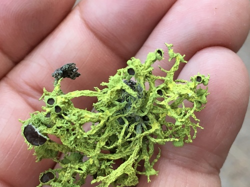 Brown-eyed Wolf Lichen