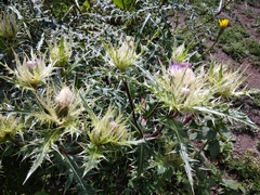 Cirsium obvallatum