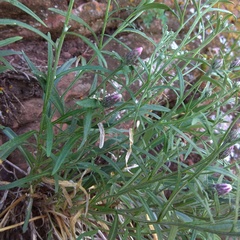 Saussurea salicifolia