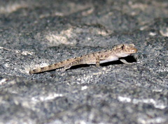 Mediodactylus