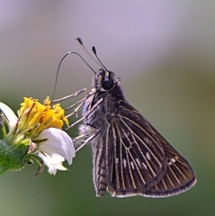 Vehilius stictomenes