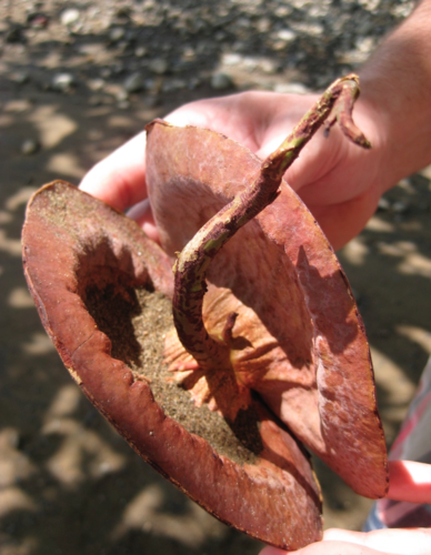 Mora oleifera - Leaves